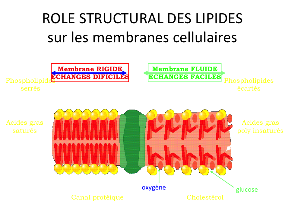 Effets des oméga 3 :