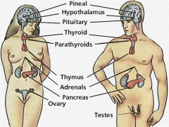 RAPPORT DE L’ORGANISATION MONDIALE DE LA SANTE SUR LES PERTURBATEURS ENDOCRINIENS