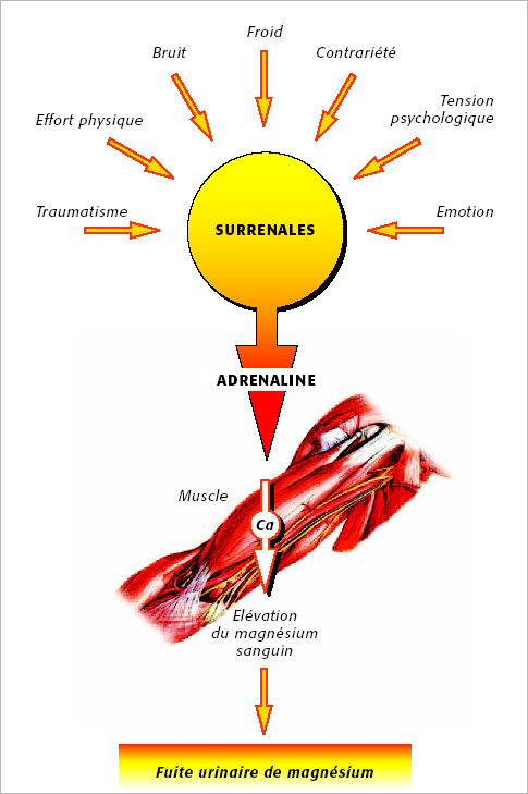 Le cercle vicieux du stress et de la fatigue