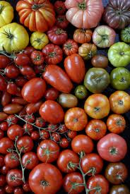 tomates