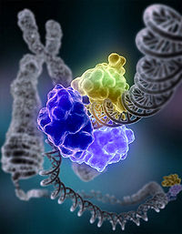 DNA_Repair image molécules