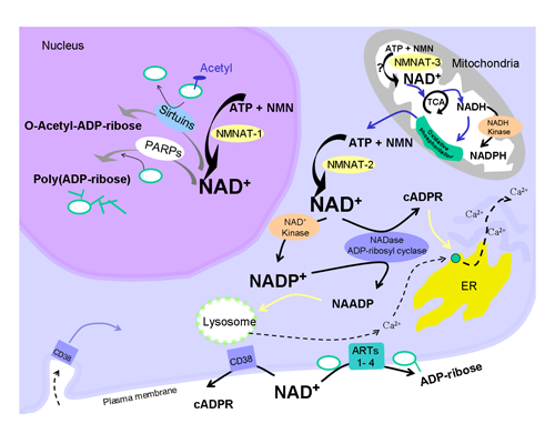 La vitamine PP (nicotinamide) et la poly(ADP-ribosyl)ation