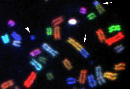 chromosomes image hhmi