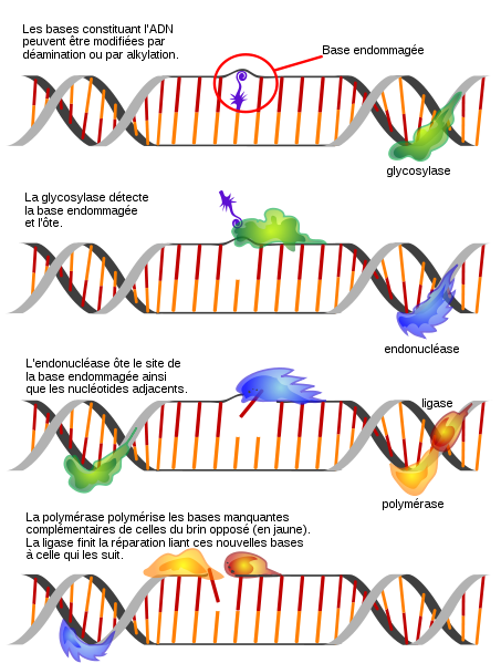 Réparation de l’ADN : de 500 000 à un million de lésions chaque jour sur les gènes de chaque cellule