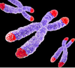 telomere image