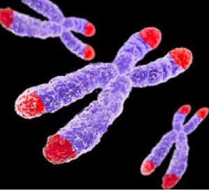 La prise régulière de compléments minéro-vitaminiques est associée à un allongement des télomères correspondant à un gain de longévité d’une dizaine d’années, la prise de fer a l’effet contraire