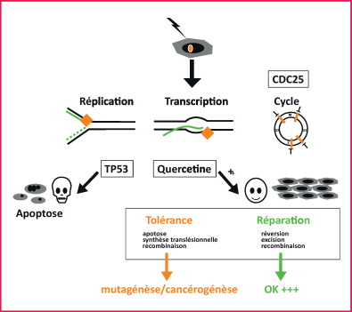 QUERCETINE REPARATION