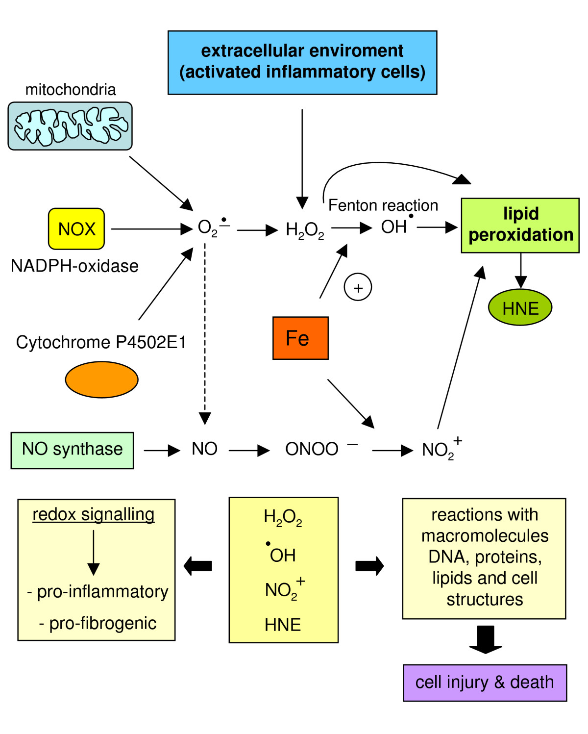 Le fer au coeur des phénomènes inflammatoires, des pathologies cardiovasculaires, du vieillissement et de la mort cellulaire