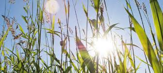 SOLEIL, EAU, PLANTES ET SANTÉ