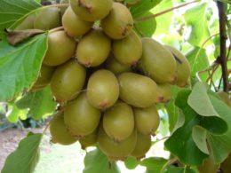 kiwi fruit