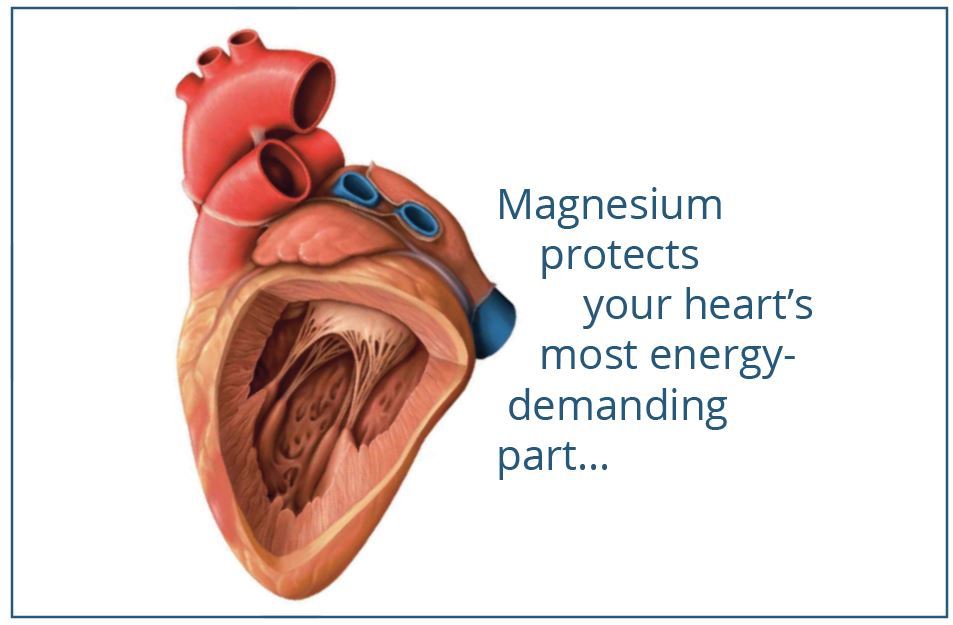 Magnesium-protects-the-hearts PHOTO