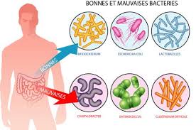 SURPOIDS : RÔLES DE LA FLORE ET DES PERTURBATEURS ENDOCRINIENS