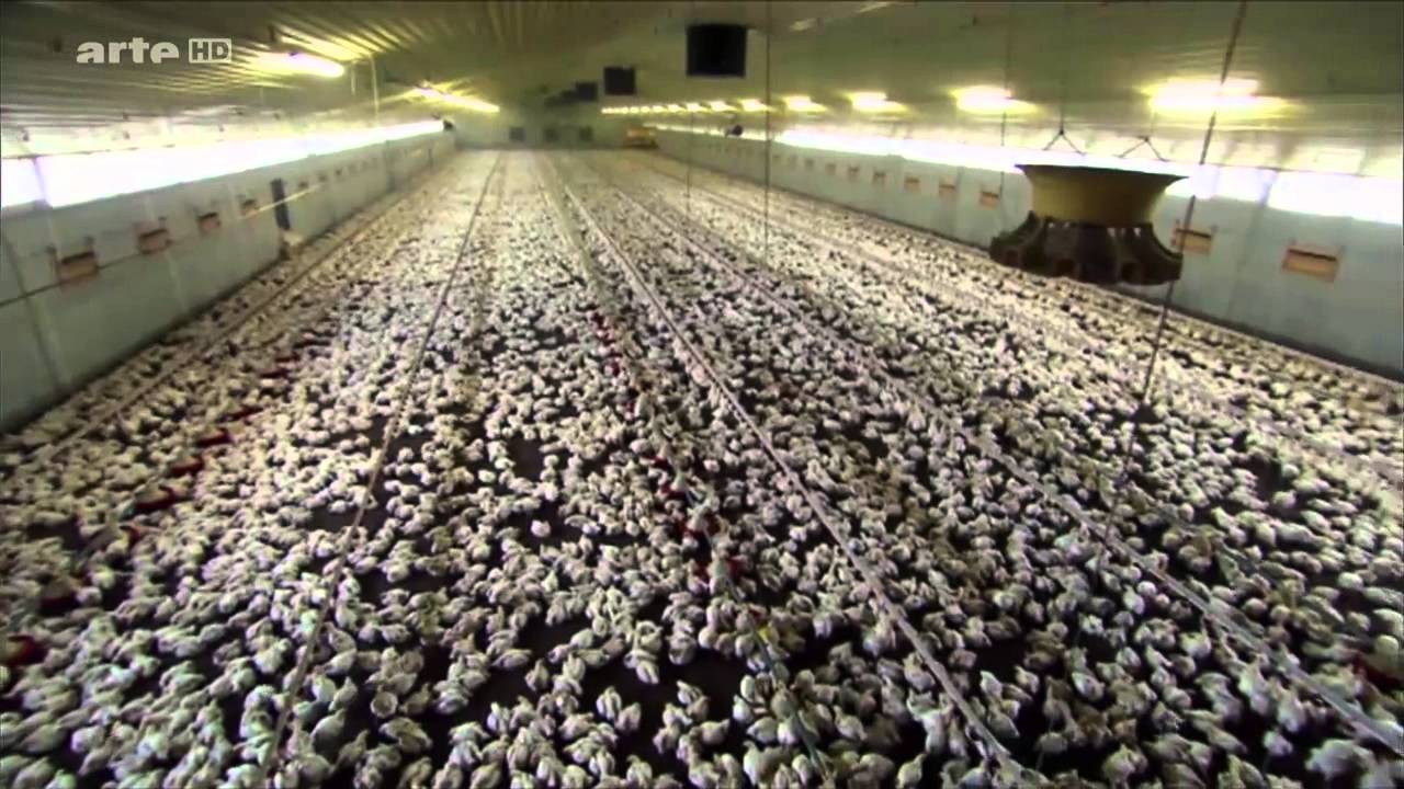 APRÈS LA VACHE FOLLE, L’INDUSTRIE DES ALIMENTS POUR LES ÉLEVAGES INDUSTRIELS REMET CELA !